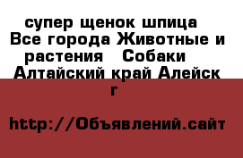 супер щенок шпица - Все города Животные и растения » Собаки   . Алтайский край,Алейск г.